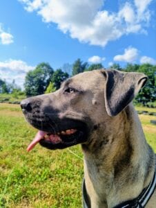 Hund auf Wiese mit blauem Himmel